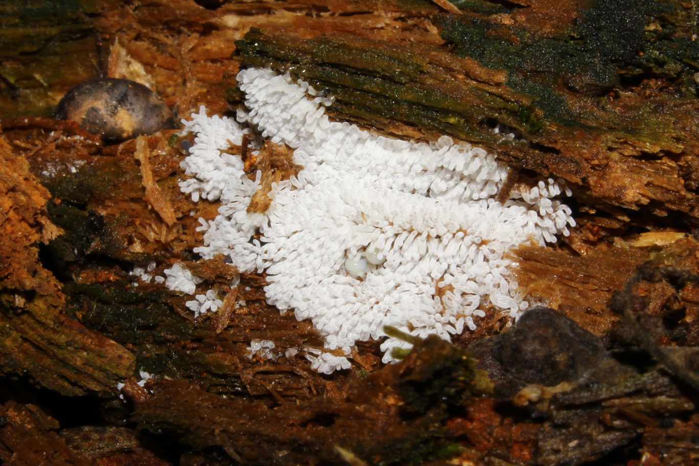 Fungo da determinare-1